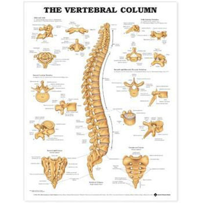 Picture of Anatomical Chart Vertebral Column 20 X 26 Inch Premium Paper Wall Mount Gloss081631811