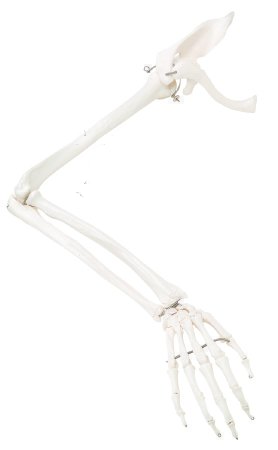Picture of Right Arm Skeleton with Scapula and Clavicle 2 lbs. Plastic12-4583R