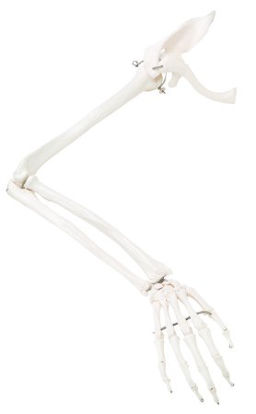 Picture of Right Arm Skeleton with Scapula and Clavicle 2 lbs. Plastic12-4583R