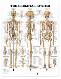 Picture of Skeletal System 20 X 26 Inch Plastic Metal Eyelets Laminated73441