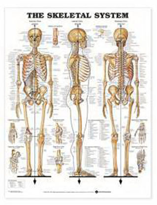 Picture of Skeletal System 20 X 26 Inch Plastic Metal Eyelets Laminated73441
