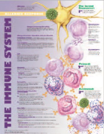 Picture of Anatomical Chart Immune System Allergic Response 20 X 26 Inch Heavy Paper Grommets Laminated9781587799747