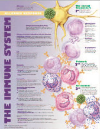 Picture of Anatomical Chart Immune System Allergic Response 20 X 26 Inch Heavy Paper Grommets Laminated9781587799747
