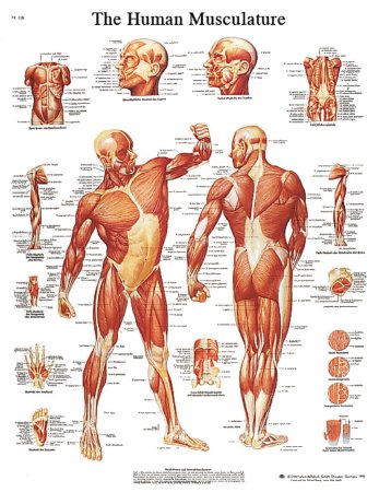 Picture of Anatomical Chart STICKYchart™ Human Musculature 20 X 25 Inch Vinyl Adhesive Backing Laminated12-4614L