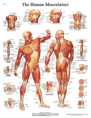 Picture of Anatomical Chart STICKYchart™ Human Musculature 20 X 25 Inch Vinyl Adhesive Backing Laminated12-4614L