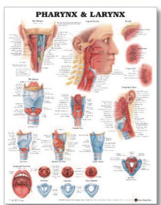 Picture of Anatomical Chart Pharnyx and Larnyx 20 X 26 Inch Heavy Paper Grommets Laminated9781587791802