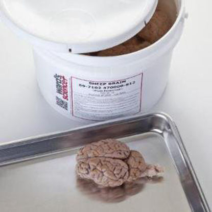 Picture of Fully Extracted Sheep Brain Ward's697102
