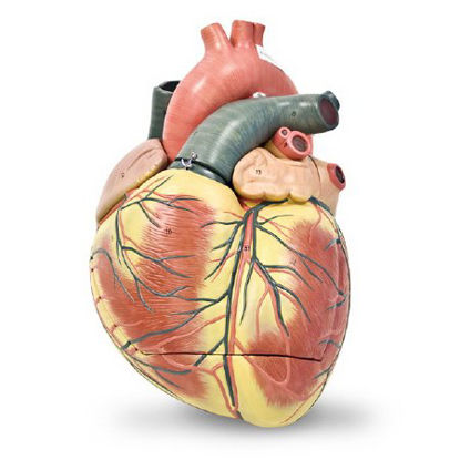 Picture of 3 Part Heart Model Walter Products™ Jumbo, Life Size 7 lbs.LA00108