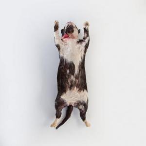 Picture of Preserved Cat Medium 14 to 18 Inch, Formalin Preserved, Double Injected Type695238