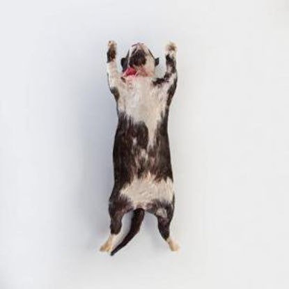 Picture of Preserved Cat Medium 14 to 18 Inch, Formalin Preserved, Double Injected Type695238