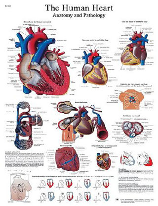 Picture of Anatomical Chart Human Heart 5 X 20 Inch Laminated12-4610L