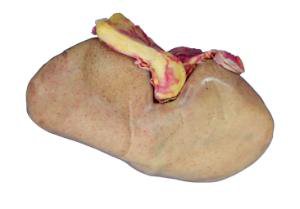 Picture of PIG KIDNEY PRESERVED697341