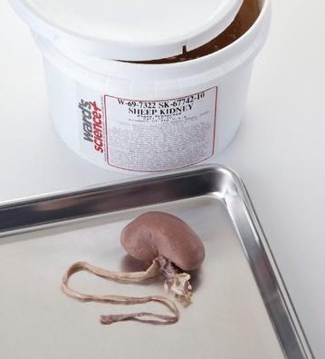 Picture of Preserved Sheep Kidney Formalin Preserved470001-658
