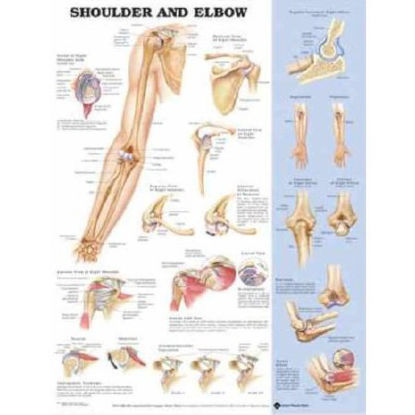 Picture of Anatomical Chart Shoulder and Elbow 20 X 26 Inch Styrene Plastic Grommets Laminated9781587796852