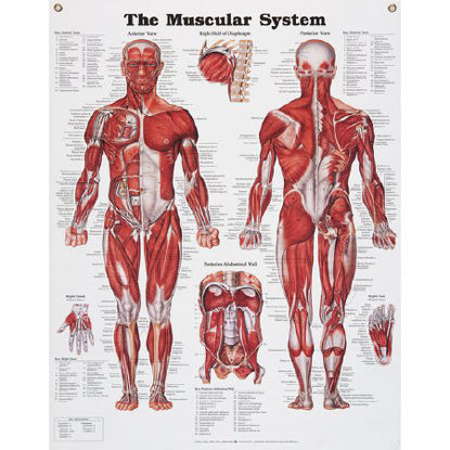 Picture of Anatomical Chart Muscular System 20 X 26 Inch Metal Eyelets LaminatedSB06145