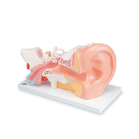 Picture of Human Ear Model NascoSB19254