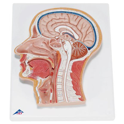 Picture of Median Section of Head Model 3B Scientific® 2.20 lbs.Z13910