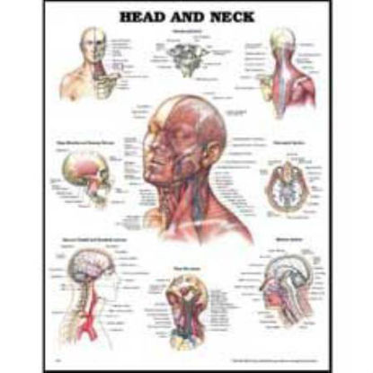 Picture of Anatomical Chart Head and Neck 20 X 26 Inch Styrene Plastic Grommets9781587797286