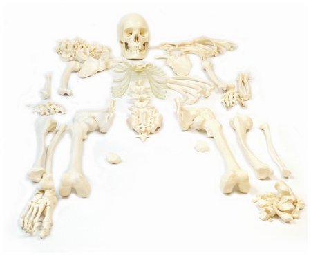 Picture of Disarticulated Skeleton Model EISCO PVC PlasticS12819