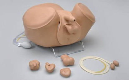 Picture of Multipurpose Male Care Simulator Gaumard® ZACK®SB48848
