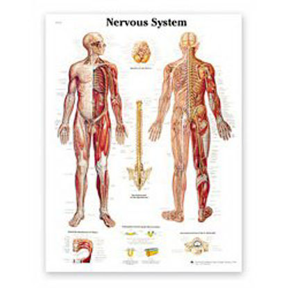 Picture of Anatomical Chart American 3B Scientific® Nervous System Paper GlossySB41523