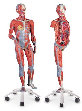 Picture of Deluxe Dual Sex Muscular Figure NascoSB41424