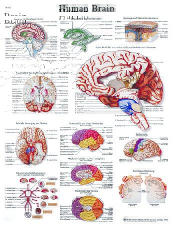 Picture of Anatomical Chart Human Brain 20 X 25 Inch Laminated12-4600L