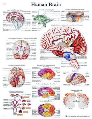Picture of Anatomical Chart Human Brain 20 X 25 Inch Laminated12-4600L