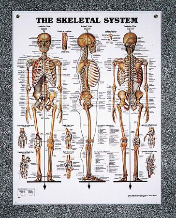 Picture of Chart Set Peter Bachin Anatomical Systems 20 X 26 Inch Heavy Paper Grommets LaminatedSB25037
