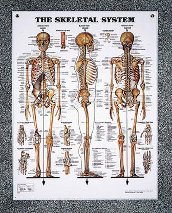 Picture of Chart Set Peter Bachin Anatomical Systems 20 X 26 Inch Heavy Paper Grommets LaminatedSB25037