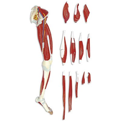 Picture of Leg Muscle ModelLA00131
