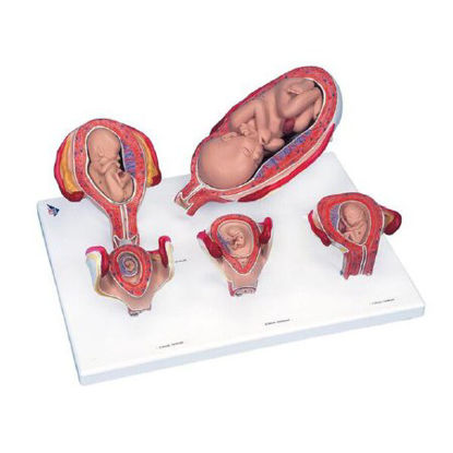 Picture of Pregnancy Series - 5 Models 3B Scientific® 4.63 lbs.Z13217