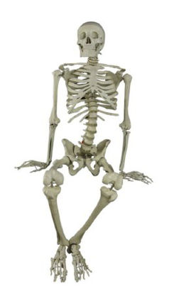 Picture of Skeleton Model Anatomical Chart Co. Durable PlasticCH10D4