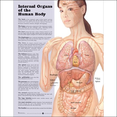 Picture of Anatomical Chart Internal Organs of the Human Body 20 X 26 Inch Plastic Wall Mount Laminated9781587798290