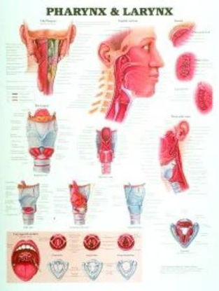 Picture of Anatomical Chart Pharnyx and Larnyx 20 X 26 Inch Laminated73841
