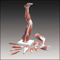 Picture of Muscles of the Leg ModelM20