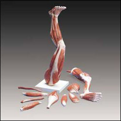 Picture of Muscles of the Leg ModelM20