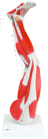 Picture of Muscular Leg Model 11 lbs.12-4555