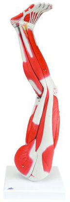 Picture of Muscular Leg Model 11 lbs.12-4555