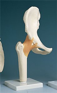 Picture of Functional Hip Joint Model73887