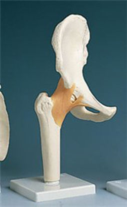 Picture of Functional Hip Joint Model73887