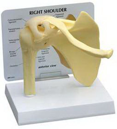Picture of Basic Shoulder Model GPI Anatomicals Full Size70578