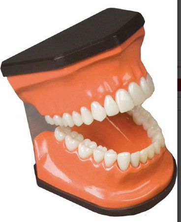 Picture of Teeth ModelW5314