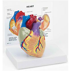 Picture of Heart Model MannequinSB32595