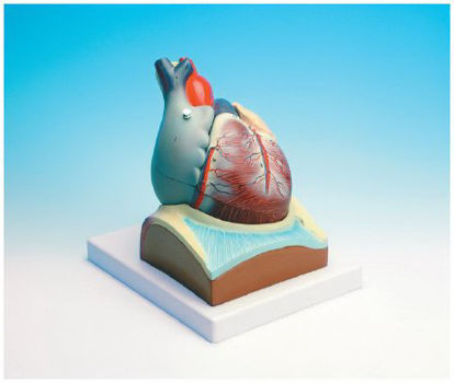 Picture of Heart Model Neo/SciS67742
