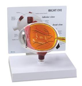 Picture of MODEL, EYE GPI ANATOMICALS COMPACT SZ REMOVABLE LENS/CORNEA470004-118