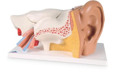 Picture of Advanced Giant Ear American 3B Scientific®SB41430
