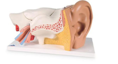 Picture of Advanced Giant Ear American 3B Scientific®SB41430