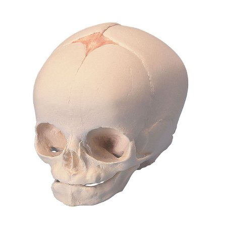 Picture of Fetal Skull Model 3B Scientific® 0.33 lbs.Z13778