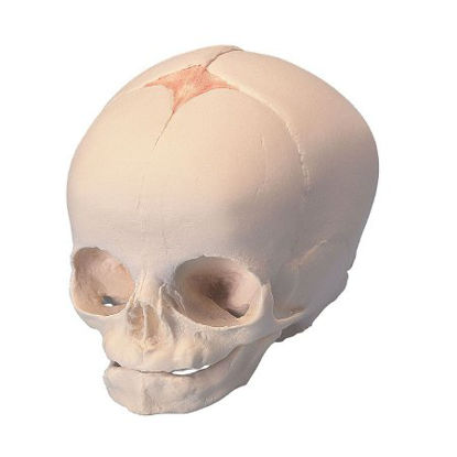 Picture of Fetal Skull Model 3B Scientific® 0.33 lbs.Z13778